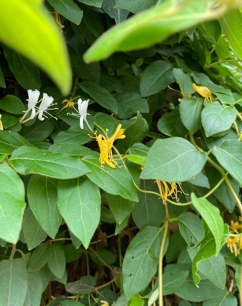 骑蛇难下(双) 金银花免费