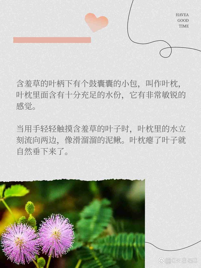 含羞草背后的秘密