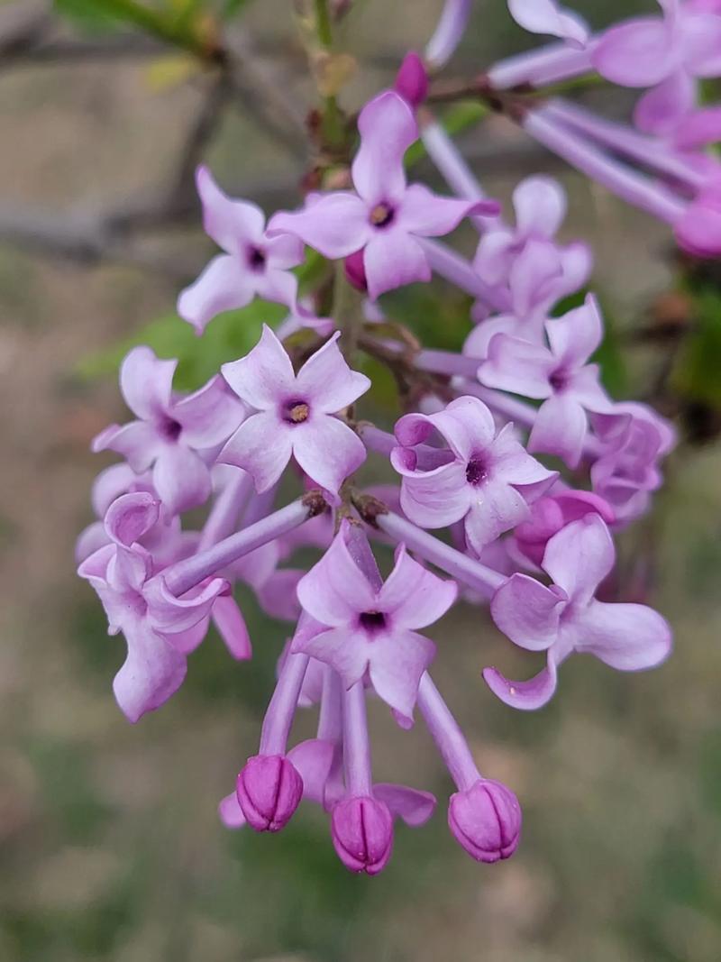 丁香花完整视频在线观看