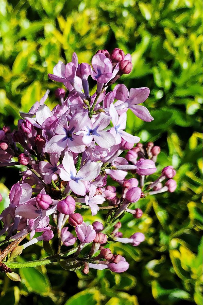 丁香花免费高清完整在线观看