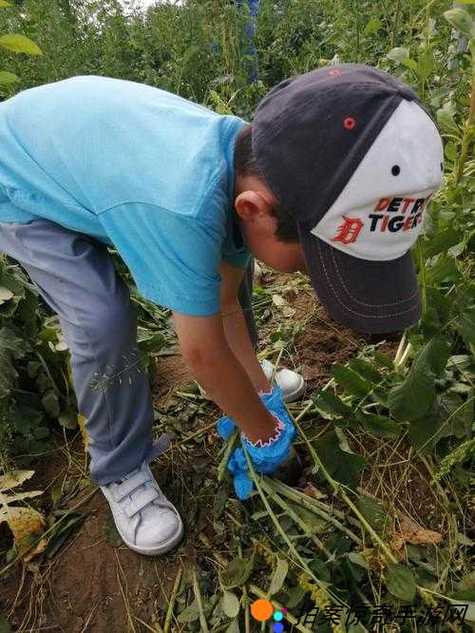 挤牛奶拔萝卜怎么拔