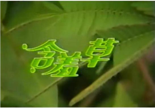 含羞草电视剧的背景故事分析