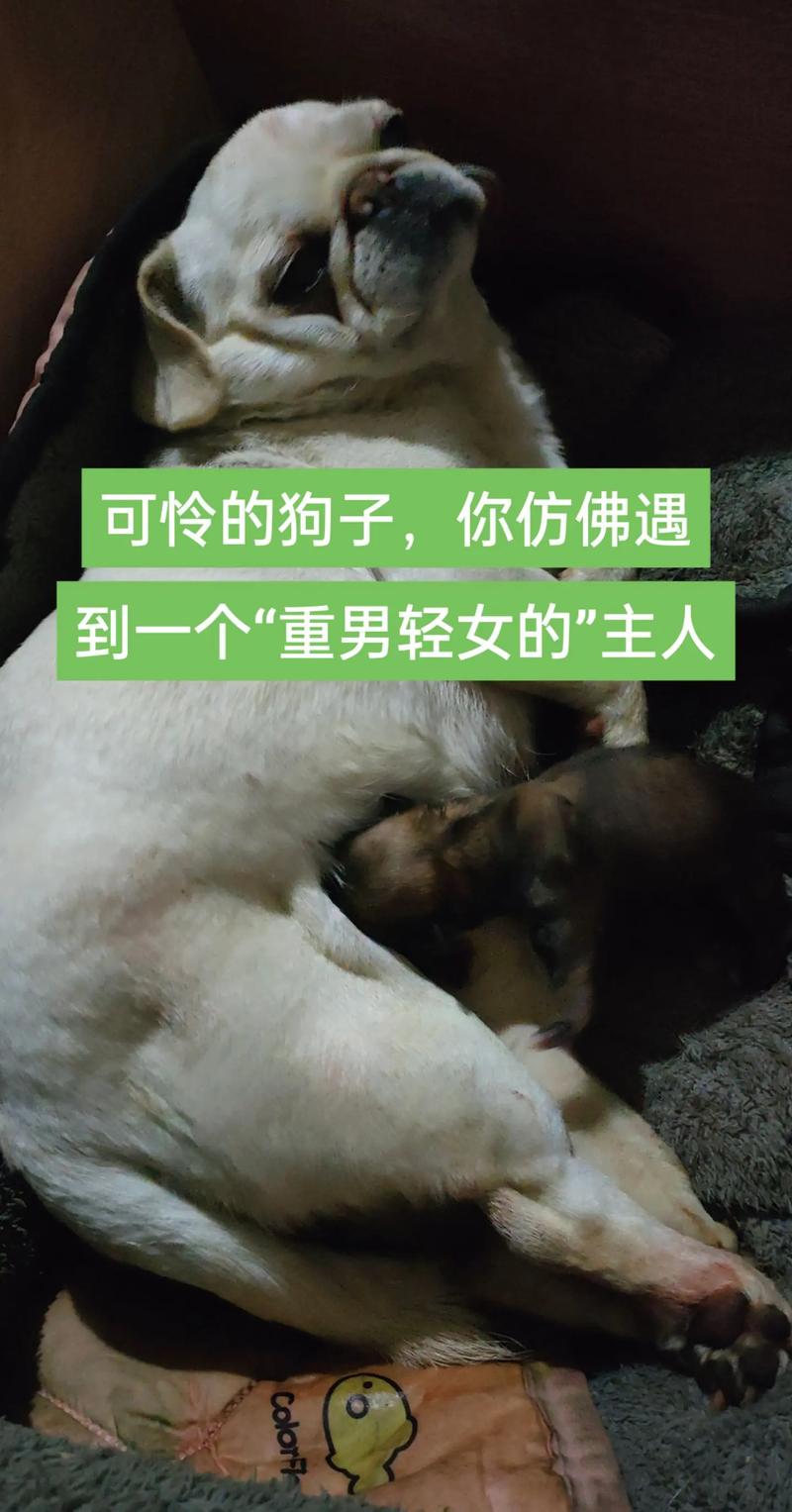 我的狗老公拉婆婆一起